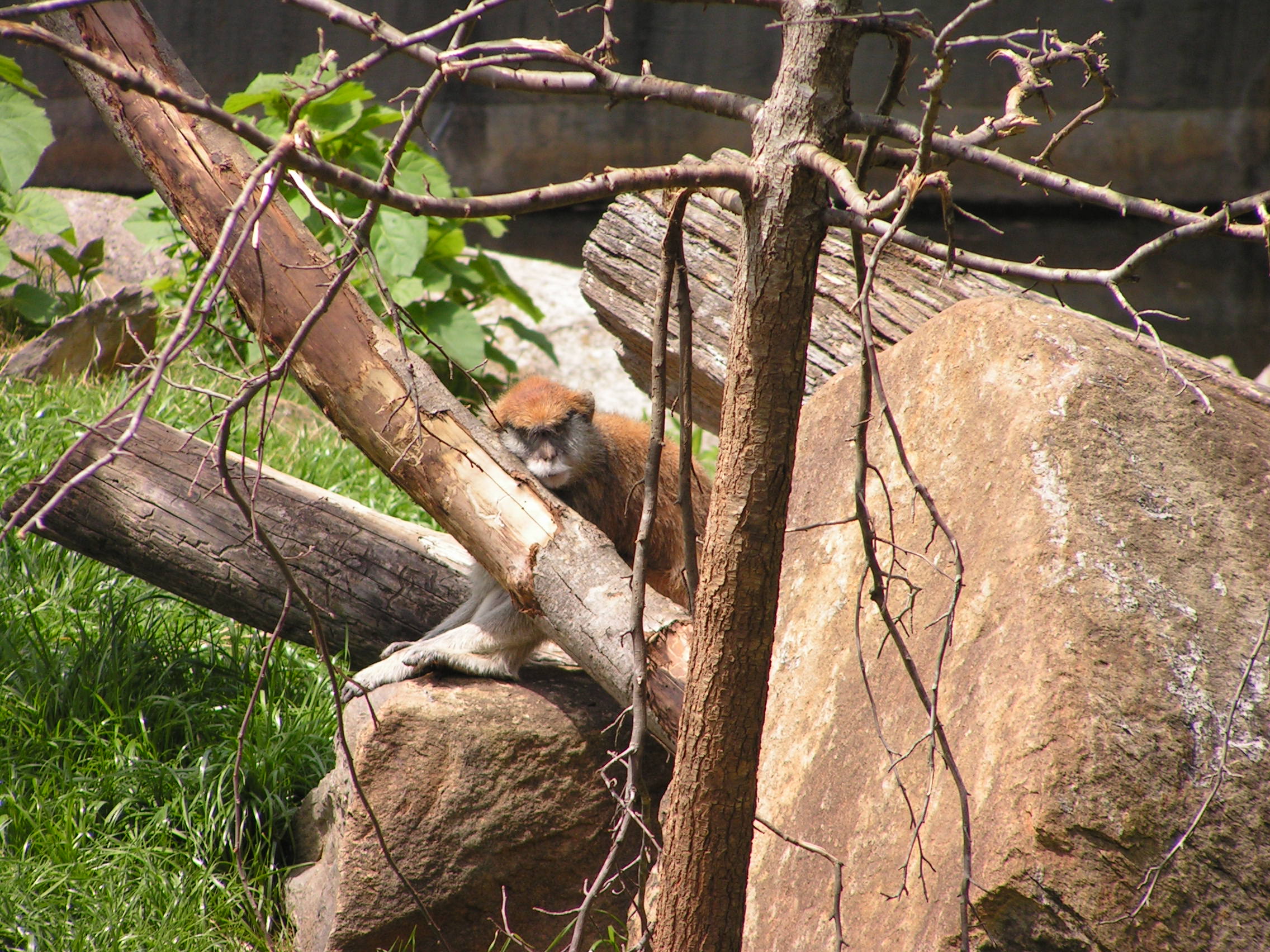 ./2006/EMMMS Zoo/PattieZooPics0034.JPG